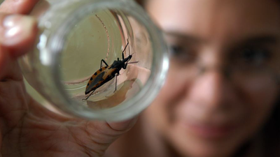 Alerta por la alta presencia de chinches de cama en España