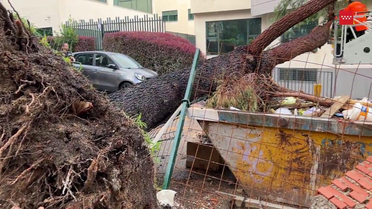Árbol caído en Las Rozas tras una tormenta
