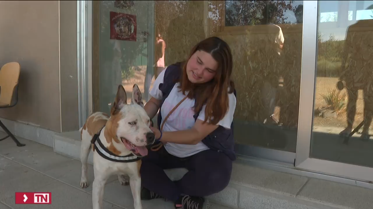 Más de 3.075 perros y gatos fueron adoptados el primer semestre en el Centro Integral de Acogida de Animales