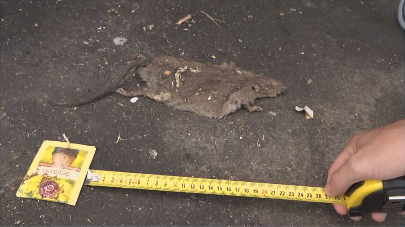 Los vecinos de Valdebernardo desesperados por la plaga de ratas debajo ...