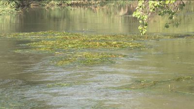 Torrejón de Ardoz elimina las algas para combatir los mosquitos y la mosca negra