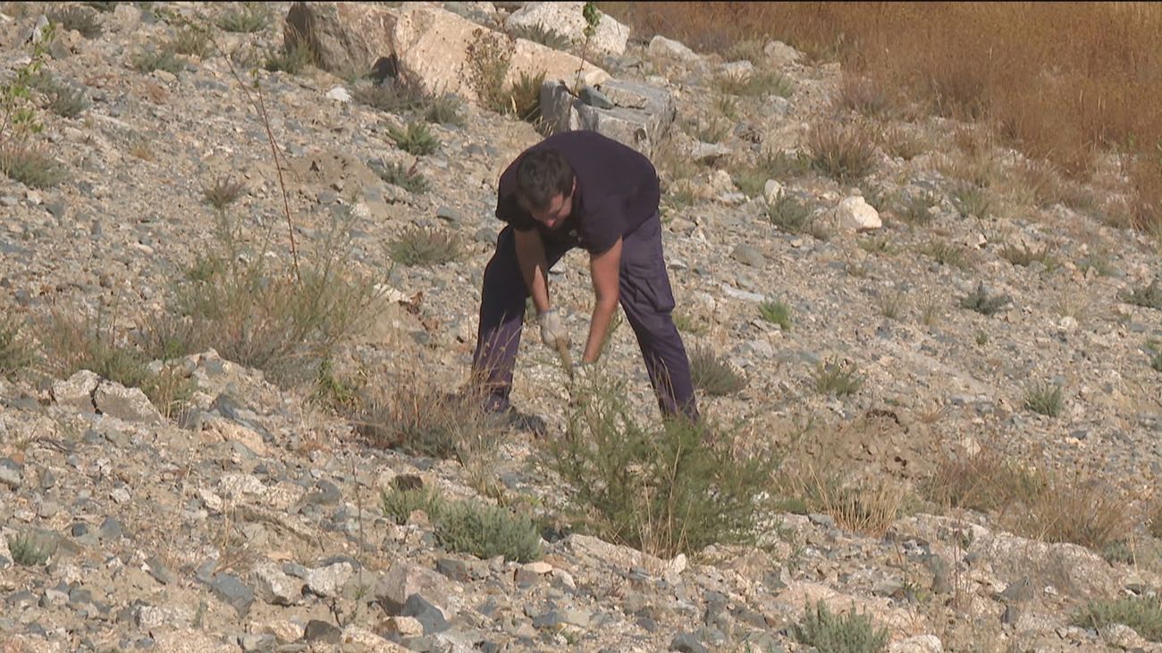 Finalizan los trabajos de restauración medioambiental en La Pedriza