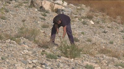 Finalizan los trabajos de restauración medioambiental en La Pedriza