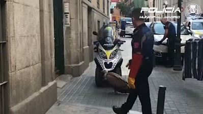 Rescatan a un buitre desorientado en Malasaña tras la última tormenta en Madrid