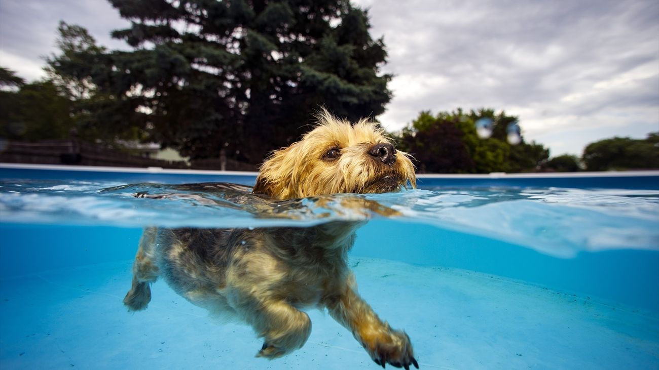 Cómo proteger a nuestras mascotas del intenso calor