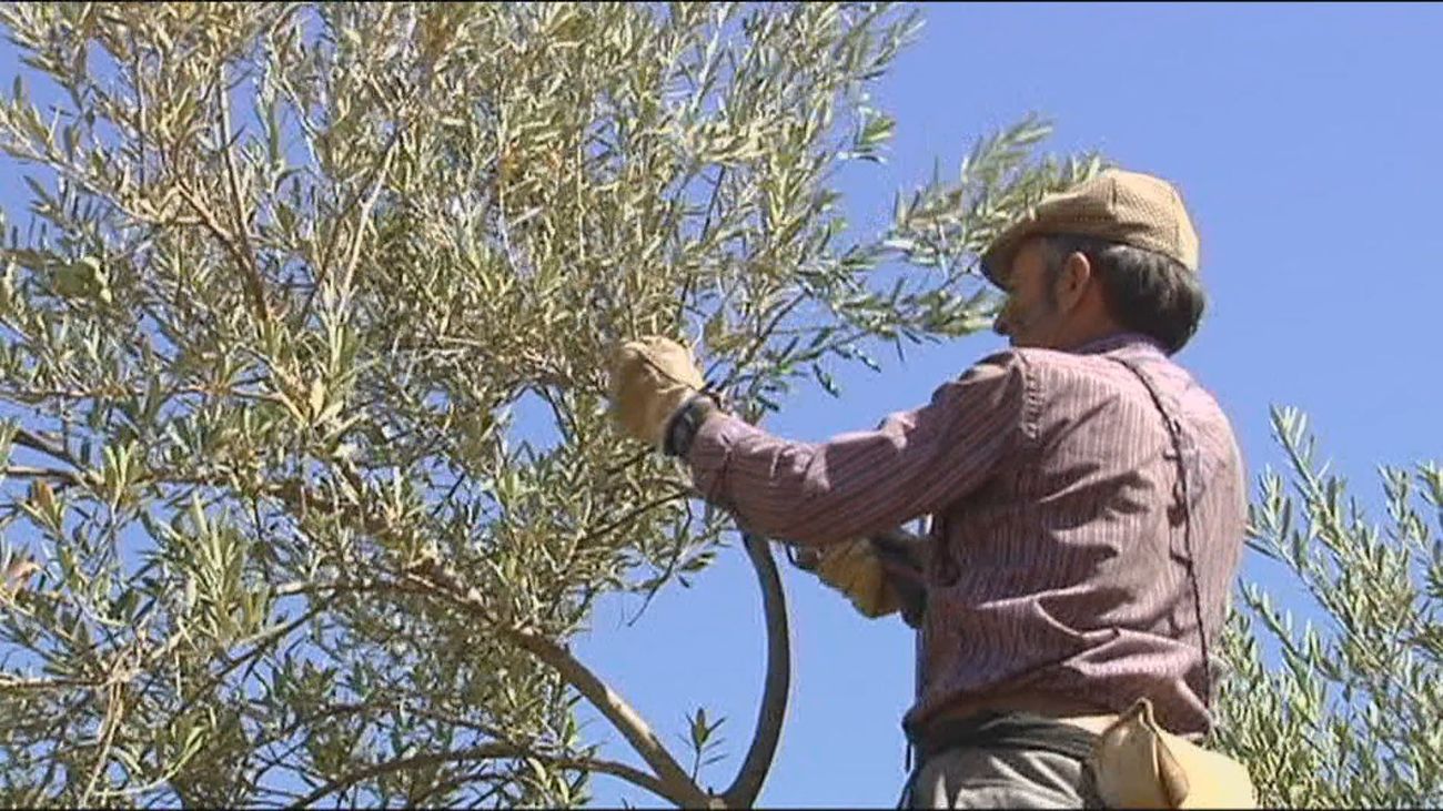 Agricultor recolectando olivas