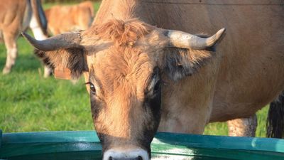 La sequía complica a los ganaderos de la Comunidad de Madrid el suministro de agua para sus reses
