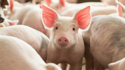 'Resucitan' órganos de cerdos muertos con una técnica que puede revolucionar los trasplantes