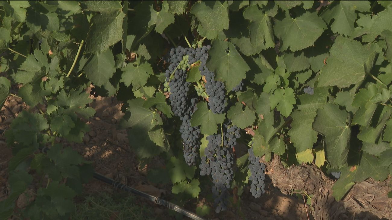 La vendimia se adelanta a agosto por culpa de la sequía