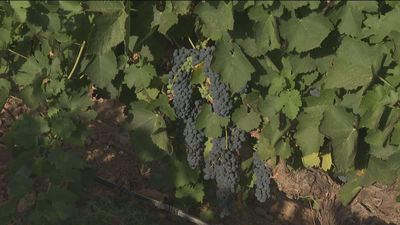 La vendimia se adelanta a agosto por culpa de la sequía