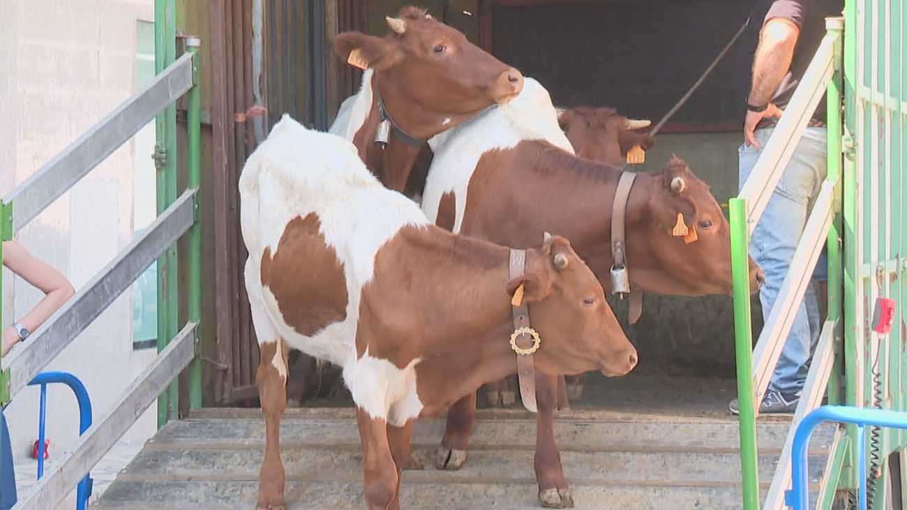 Tielmes comienza sus fiestas con su bueyada infantil