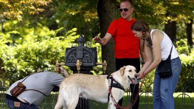 Mascotas seguras durante la ola de calor: consejos para viajar con animales