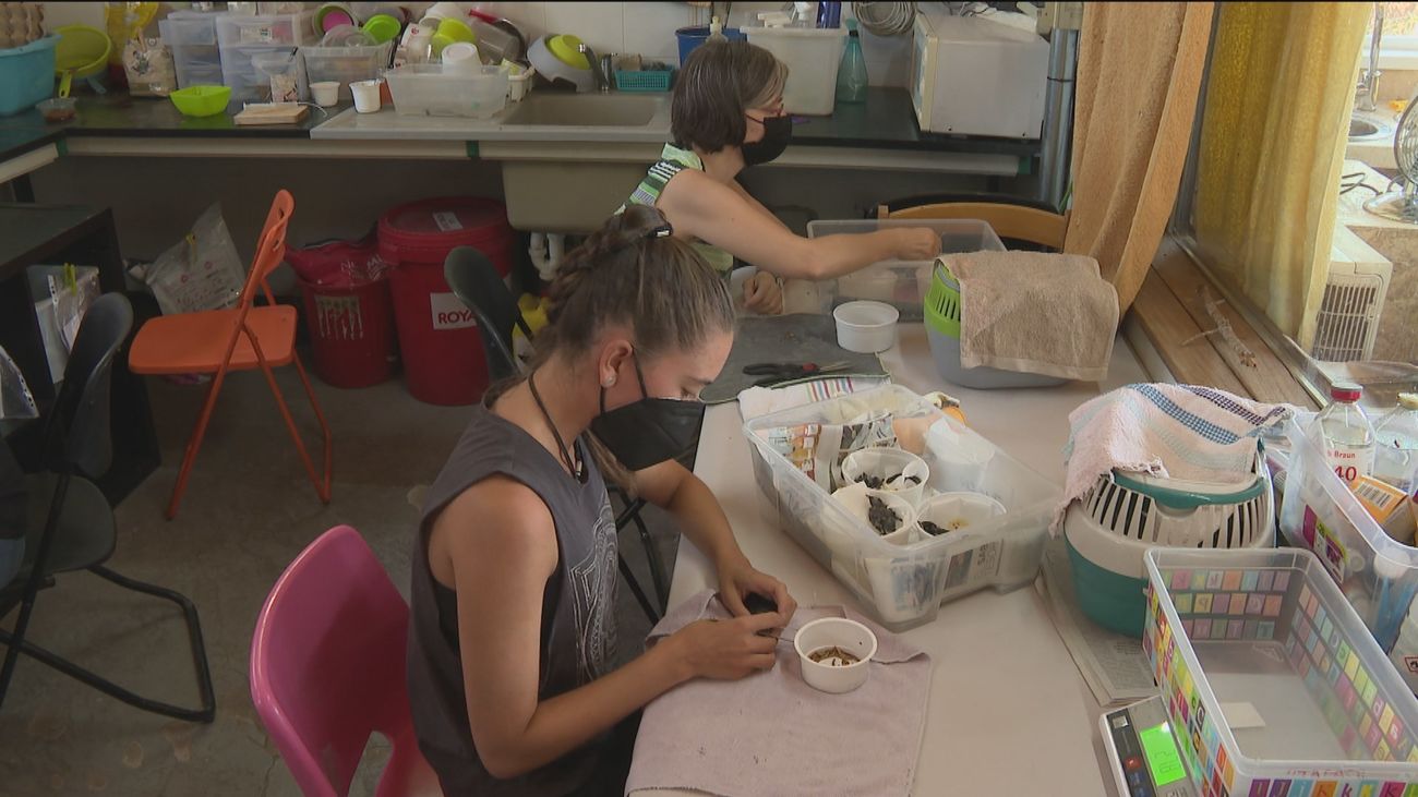 Las altas temperaturas causan deshidratación, desorientación y heridas en las aves