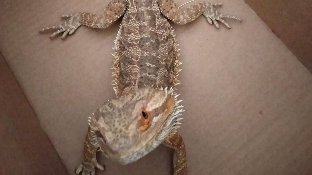 Es un dragón barbudo, vive en el desierto... pero ha sido encontrado en la Casa de Campo