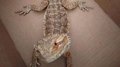 Es un dragón barbudo, vive en el desierto... pero ha sido encontrado en la Casa de Campo