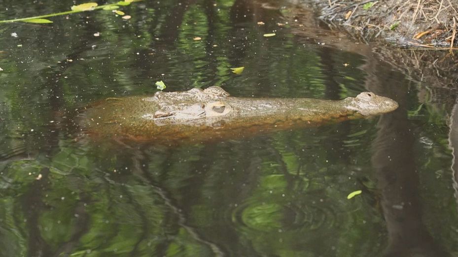 Navegamos entre los cocodrilos de 4 metros que habitan en estos manglares de Oaxaca