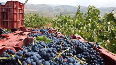 Arranca la vendimia con escasez de materias primas