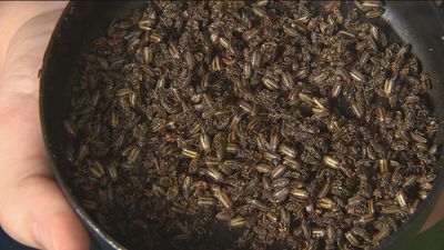 Una plaga de bichos mantiene desesperados a dos vecinos de San Blas