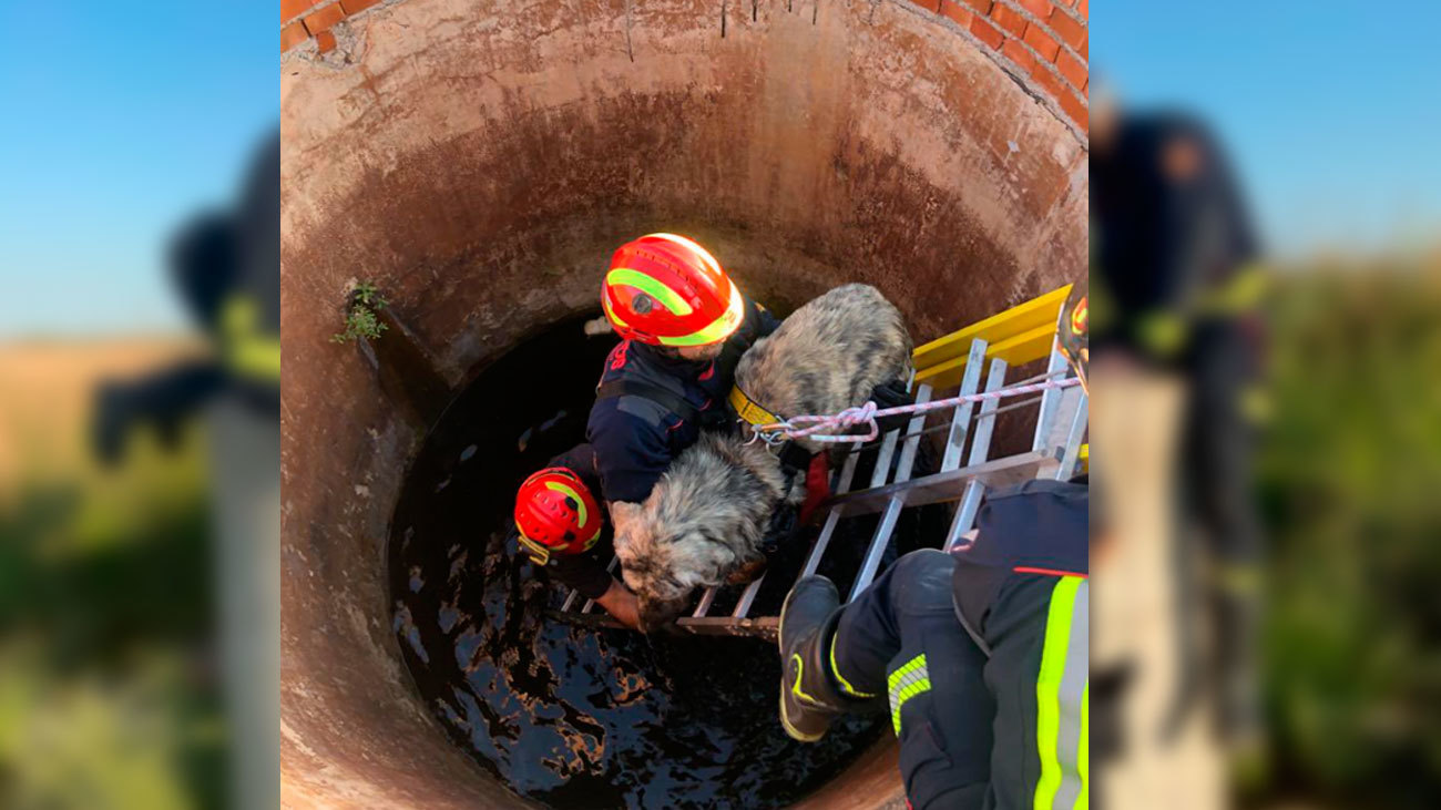 Perro rescatado por los bomberos en Alcalá de Henares