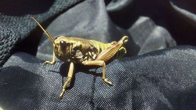 Localizan en Madrid una especie de saltamontes que se creía extinguida