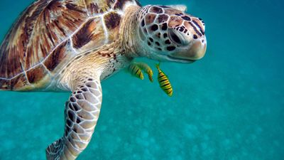 El futuro de las tortugas marinas en peligro, con el calor sólo nacen hembras