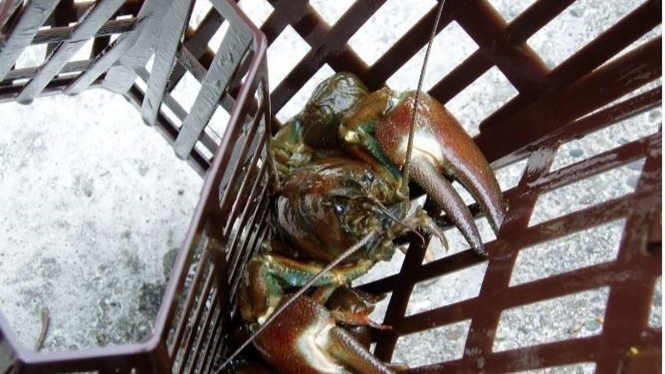 Hallada una colonia de cangrejo de río ibérico que se creía extinto en Madrid