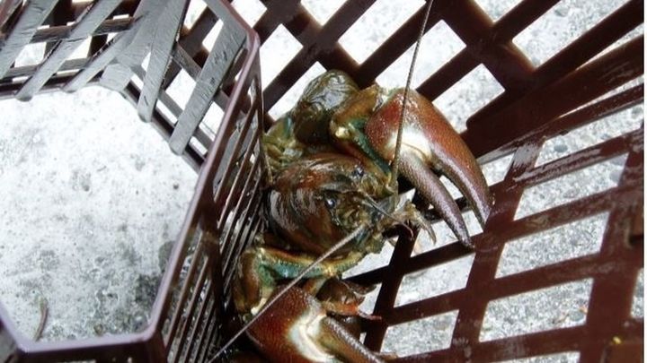 Cangrejo de Río en Madrid