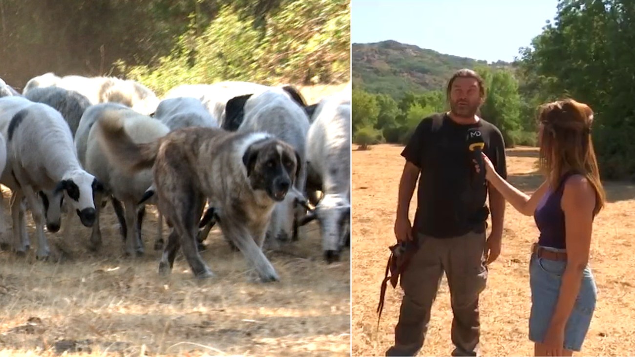 Ganaderos frente a la sequía: “Así debería estar el campo un año malo a primeros de septiembre”