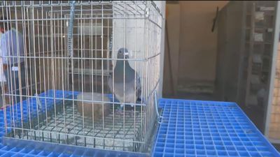 ¿Hay palomas mensajeras en Madrid?