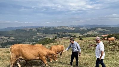 Los ganaderos madrileños sufren con los ataques de lobos al ganado en el Cerro San Pedro