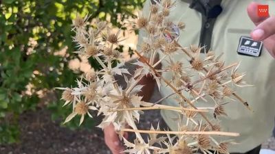 Agentes forestales alertan de trampas para capturar ilegalmente aves