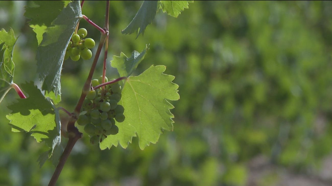 Adelanto de la vendimia: la cosecha en Madrid será menor debido al cambio en el ciclo de la viña