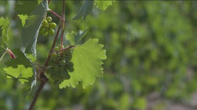 Adelanto de la vendimia: la cosecha en Madrid será menor debido al cambio en el ciclo de la viña