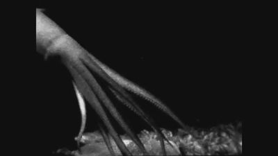 Los científicos consiguen grabar por primera vez a un calamar gigante cazando en las profundidades