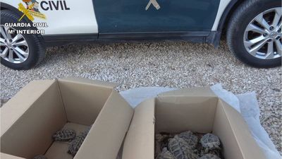 Rescatan de un criadero ilegal a 27 tortugas mediterráneas, una especie protegida