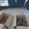 Rescatan de un criadero ilegal a 27 tortugas mediterráneas, una especie protegida