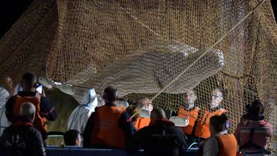 Muere la ballena atrapada en el río Sena durante las operaciones de rescate