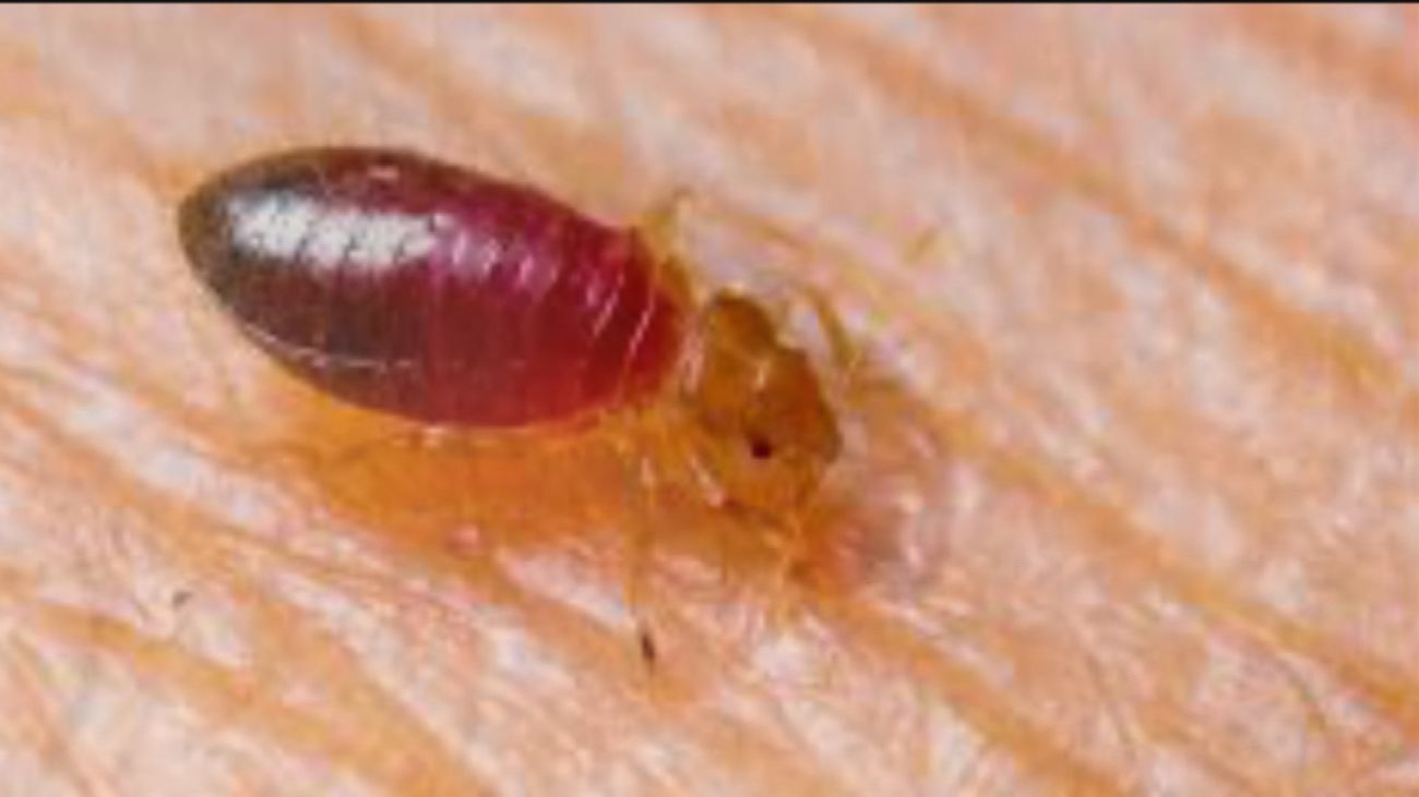 Plaga de chinches en Vicálvaro por culpa de un toxicómano con diógenes