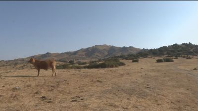 Preocupados por los lobos en Madrid: "Me he tirado 12 horas buscando mi vaca"