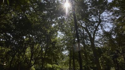 El Retiro, balizado junto a otros 8 parques por calor