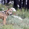 Caen un 30% los ataques de lobo al ganado en tres años en la región de Madrid