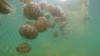 Llega a España la plaga de medusas por las altas temperaturas