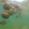 Llega a España la plaga de medusas por las altas temperaturas