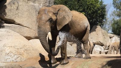 54 elefantes mueren de media cada día por la venta de sus colmillos