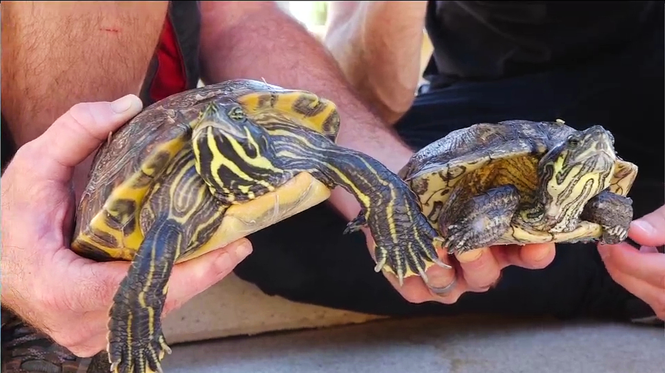 Un nuevo hogar para las tortugas del jardín tropical de Atocha