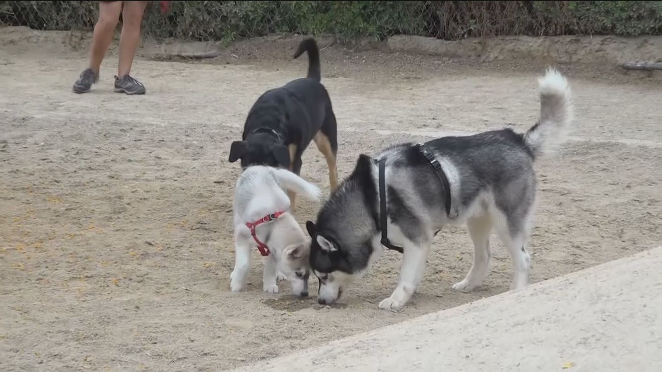 Detective de mascotas, una profesión al alza en China