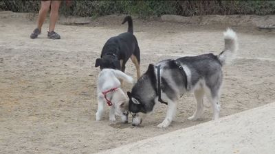 Más vigilancia policial en las calles de Arganda para que los vecinos limpien las heces de los perros