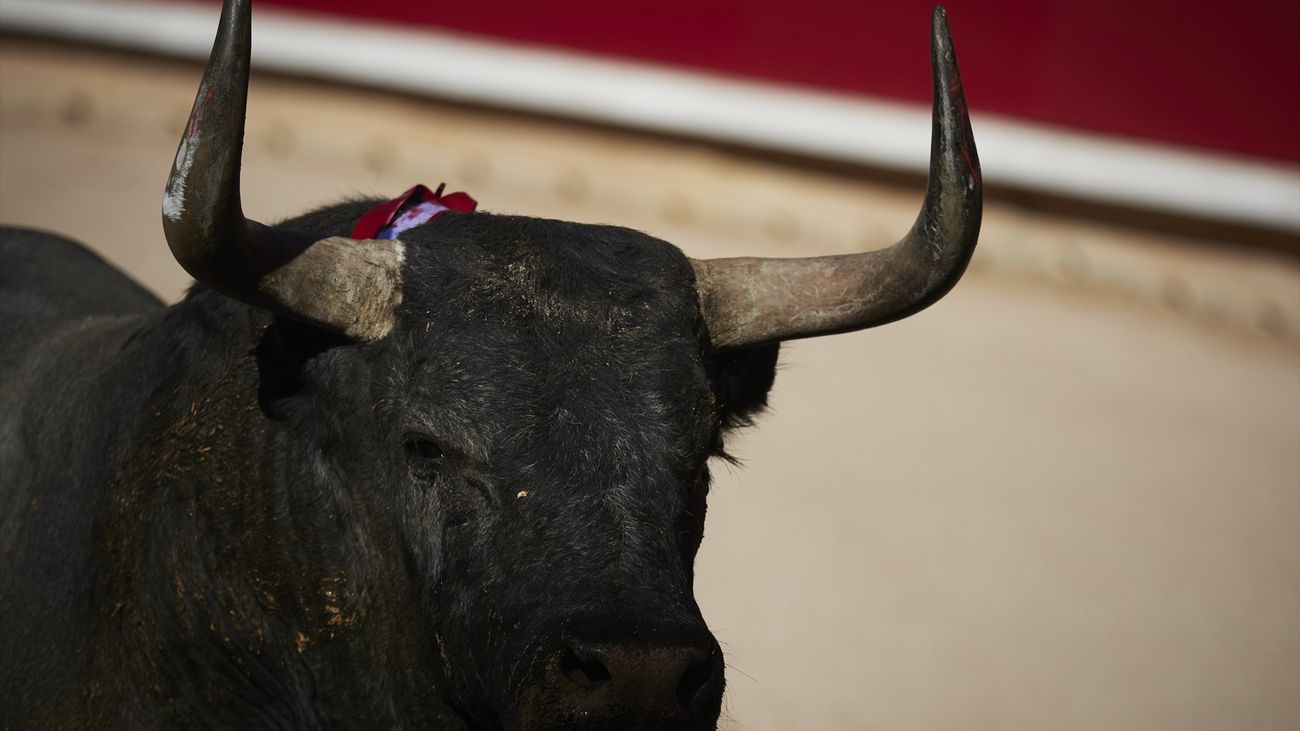 Las fiestas de Miraflores de la Sierra recuperan la tradición del 'toro del aguardiente'