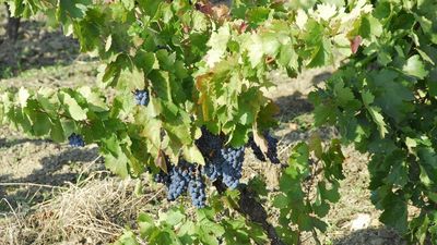 La sequía amenaza la vendimia y Ayuso pide que se bajen los impuestos al campo