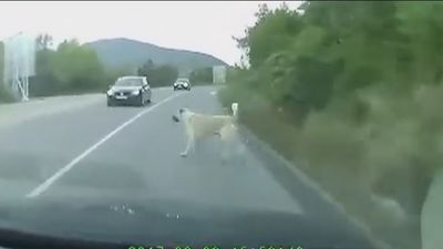 Los atropellos a perros causaron mas de 18.000 accidentes de tráfico en cuatro años